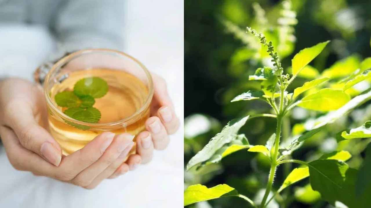 ప్రతి ఉదయం తులసి నీరు తాగితే కలిగే ఆశ్చర్యకర ప్రయోజనాలు!