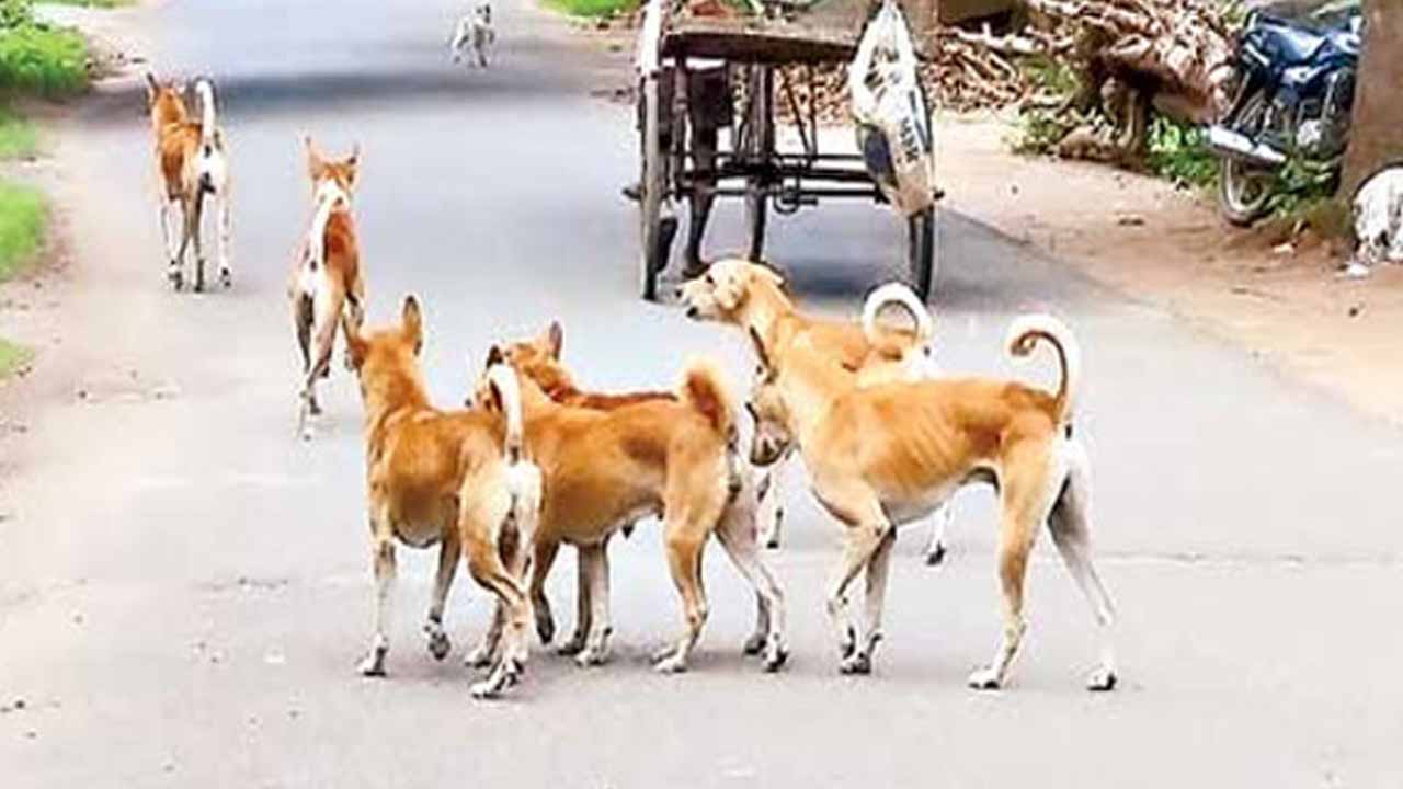 Animal welfare organizations express deep concern over the mass killing of stray dogs in Telangana
