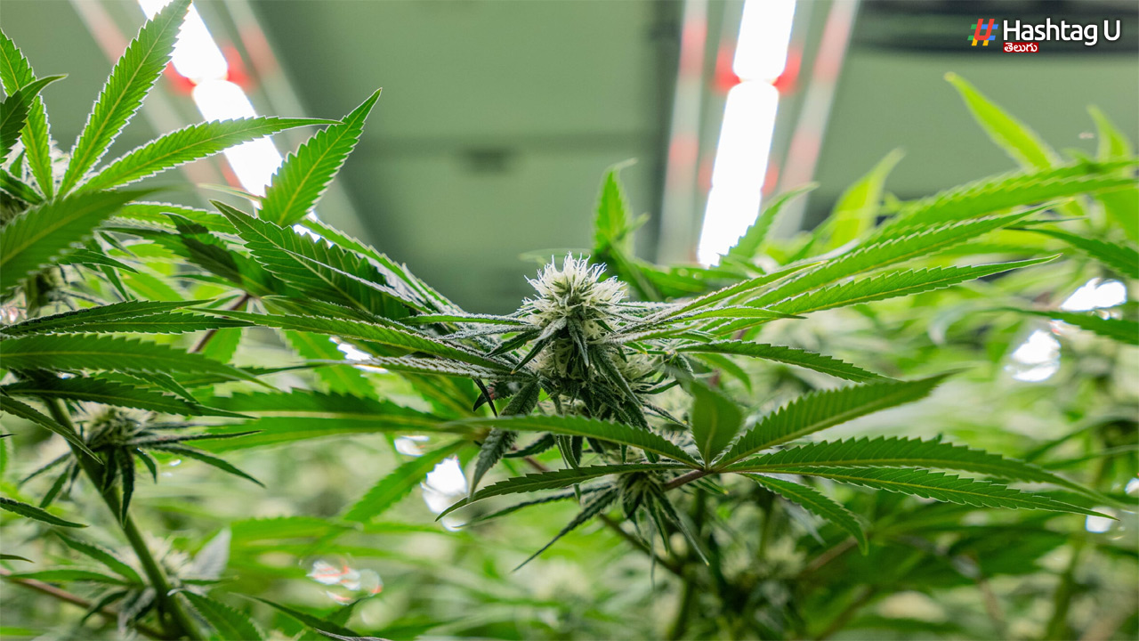 కిరాయి ఉంటున్న ఇంట్లో గంజాయి మొక్కపెంపకం