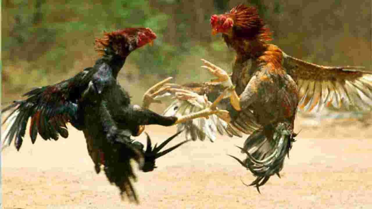 సంక్రాంతి కోడి పందేలను అడ్డుకోవాలంటూ హైకోర్టు ఆదేశాలు, ఇది సాధ్యమేనా?