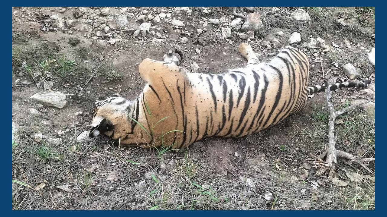 2025 ఏడాది లో దేశ వ్యాప్తంగా 166 పులుల మృత్యువాత