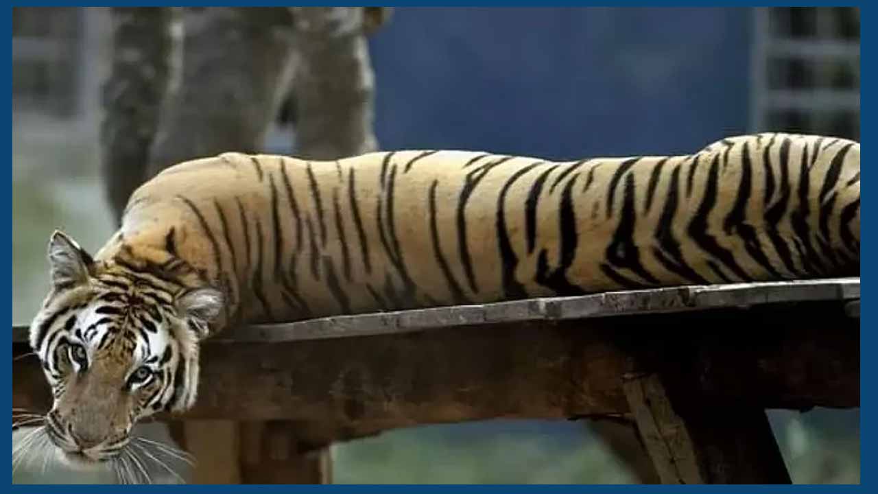 Tigers