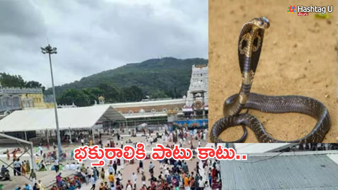 Tirumala, Snake Bite