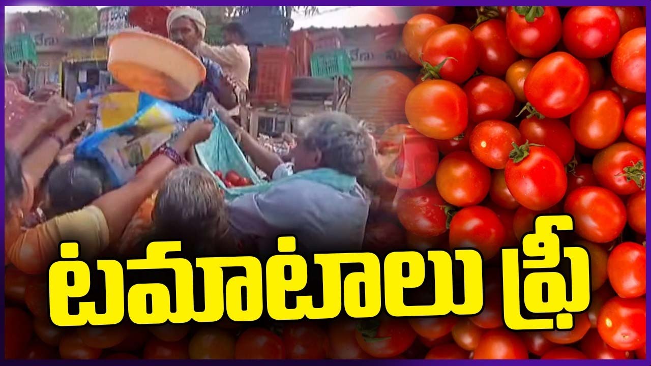 Tomatoes For Free : టమాటా ధర రివర్స్..మొన్న కేజీ రూ.100 , నేడు ఫ్రీ గా ఇచ్చే పరిస్థితి  !!