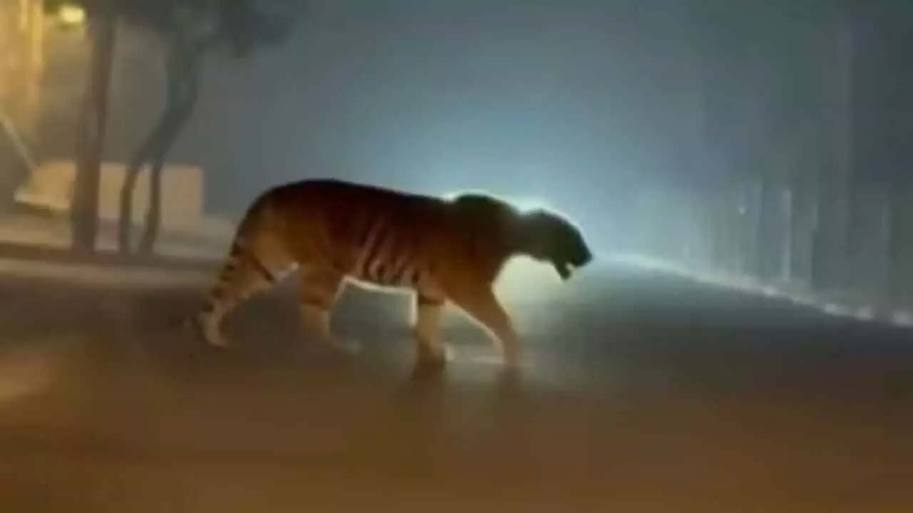 Tiger : తూర్పుగోదావరి జిల్లాలో పట్టుకున్న పులిని వదిలేశారా..? అదేంటి ?