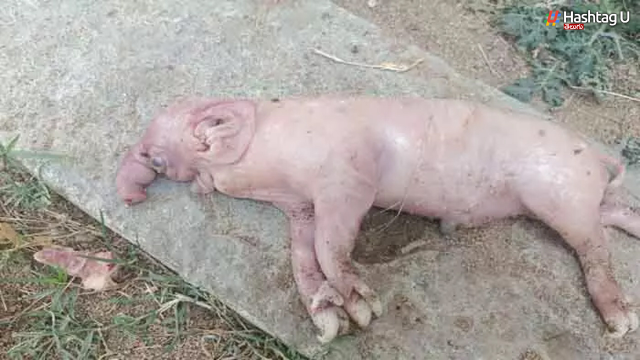 Pig Gives Birth To Elephant