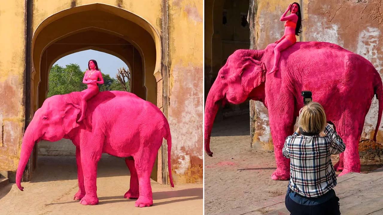 Pink Elephant Died : పింక్ ఏనుగు మృతి..సోషల్ మీడియా లో ఆగ్రహ జ్వాలలు