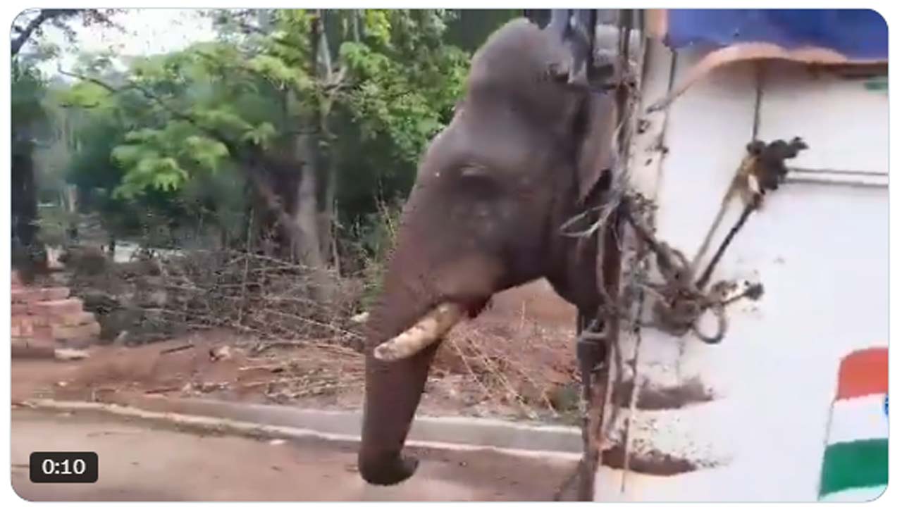 Elephant Today Came To A P