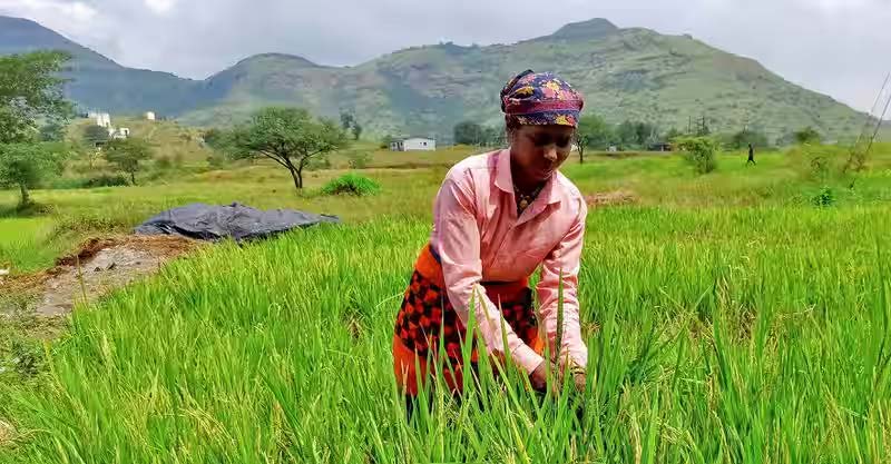 Rice : వరి రైతులకు పొంచి ఉన్న ముప్పు