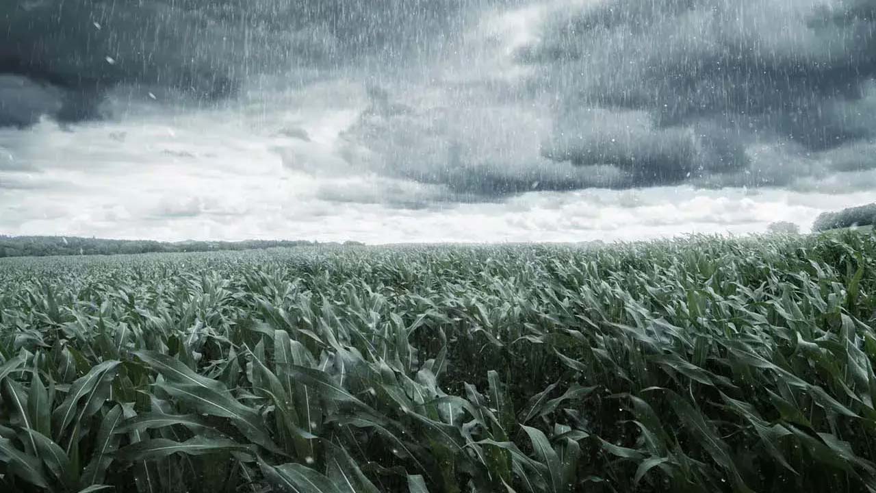 Rain Alert : తెలంగాణ రైతులకు షాకింగ్ న్యూస్.. రేపటి నుంచి 4 రోజులు వర్షాలు!