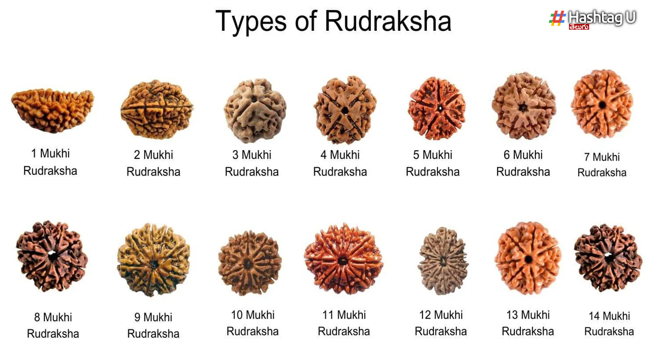 Rudraksha