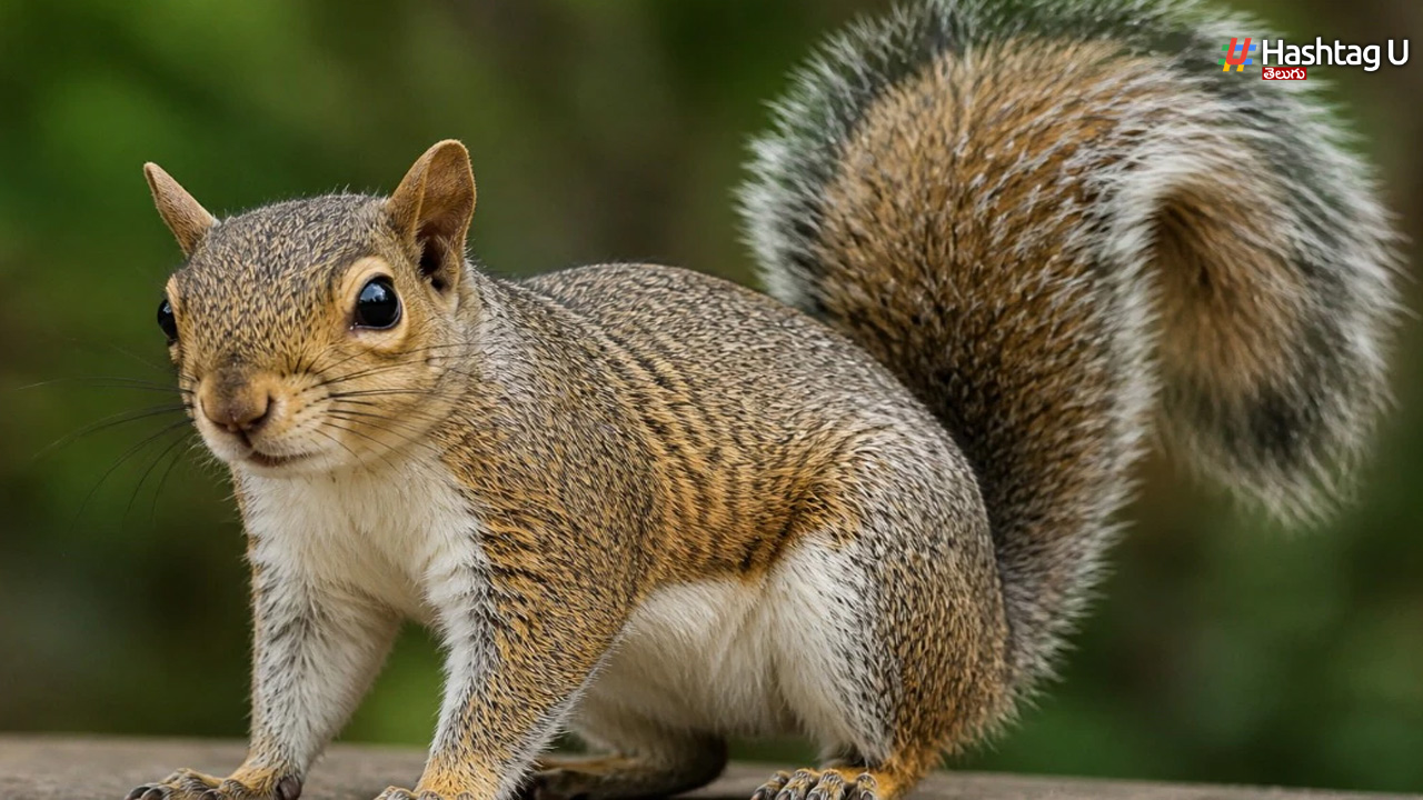 Squirrel Attack: యూనివర్సిటీ మొత్తాన్ని పరుగెత్తించిన ఉడుత..
