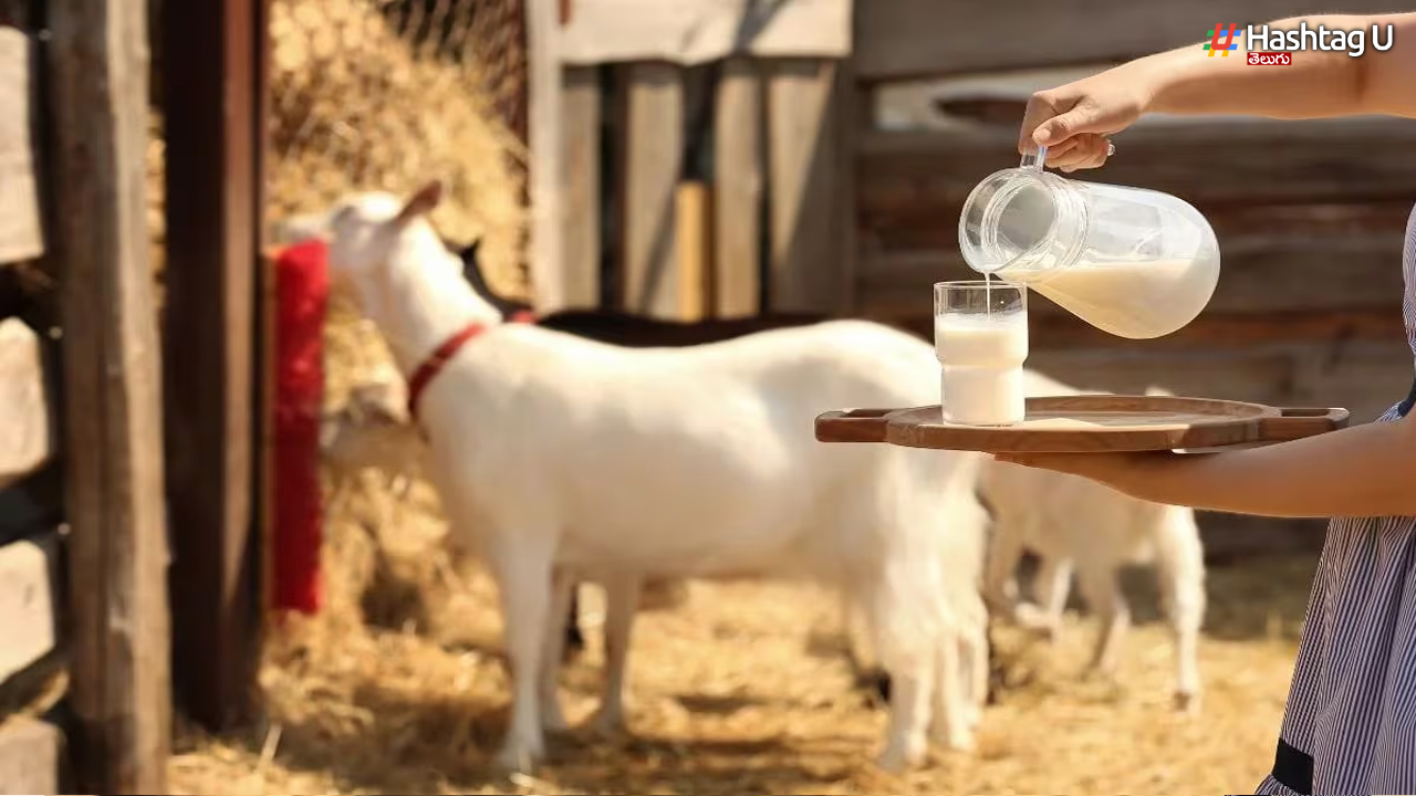 Goat Milk: మేకపాలు ఎప్పుడూ తాగలేదా? ఈ విషయం తెలిస్తే వెంటనే తాగడం మొదలుపెడతారు!