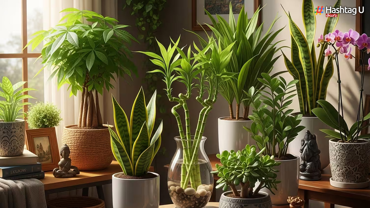 Plants: కుబేరుడికి ఎంతో ఇష్టమైన ఈ 3 చెట్లను ఇంట్లో ఈ దిక్కున నాటితే చాలు.. కాసుల వర్షం కురుస్తుంది.