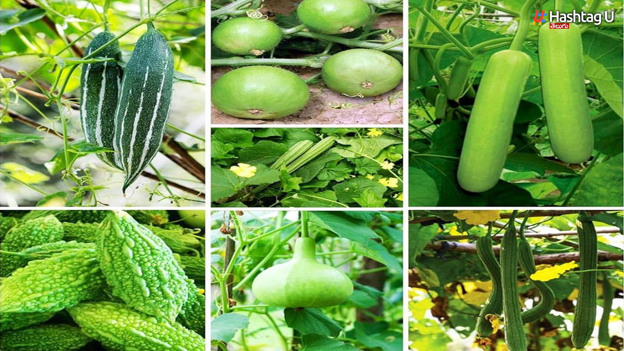 Rainy Season Vegetables: వర్షాకాలంలో ఎక్కువగా తినాల్సిన కూరగాయలు ఇవే..