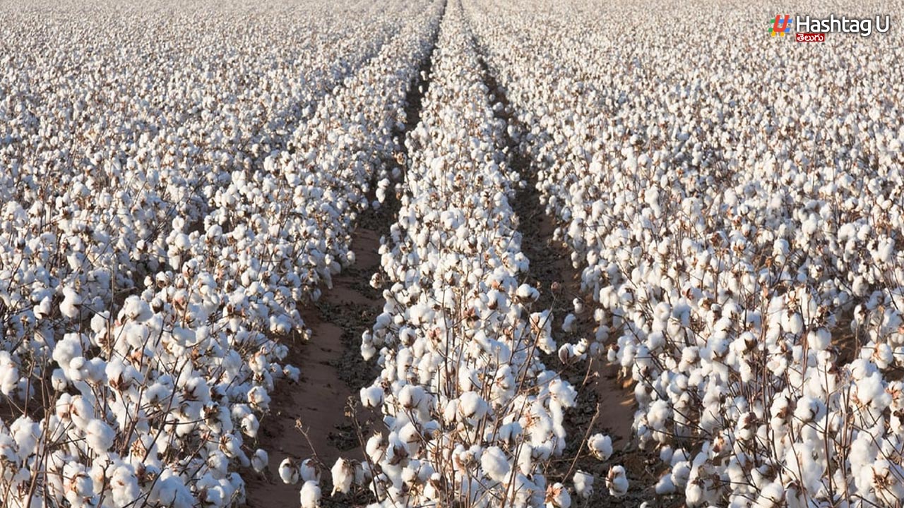 Weather challenges for cotton cultivation in Telangana