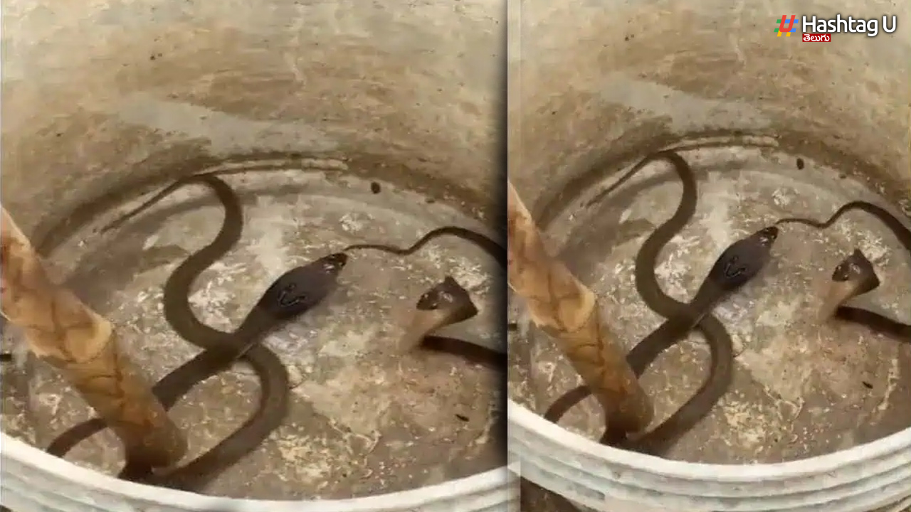 Cobra hatchlings at the police station