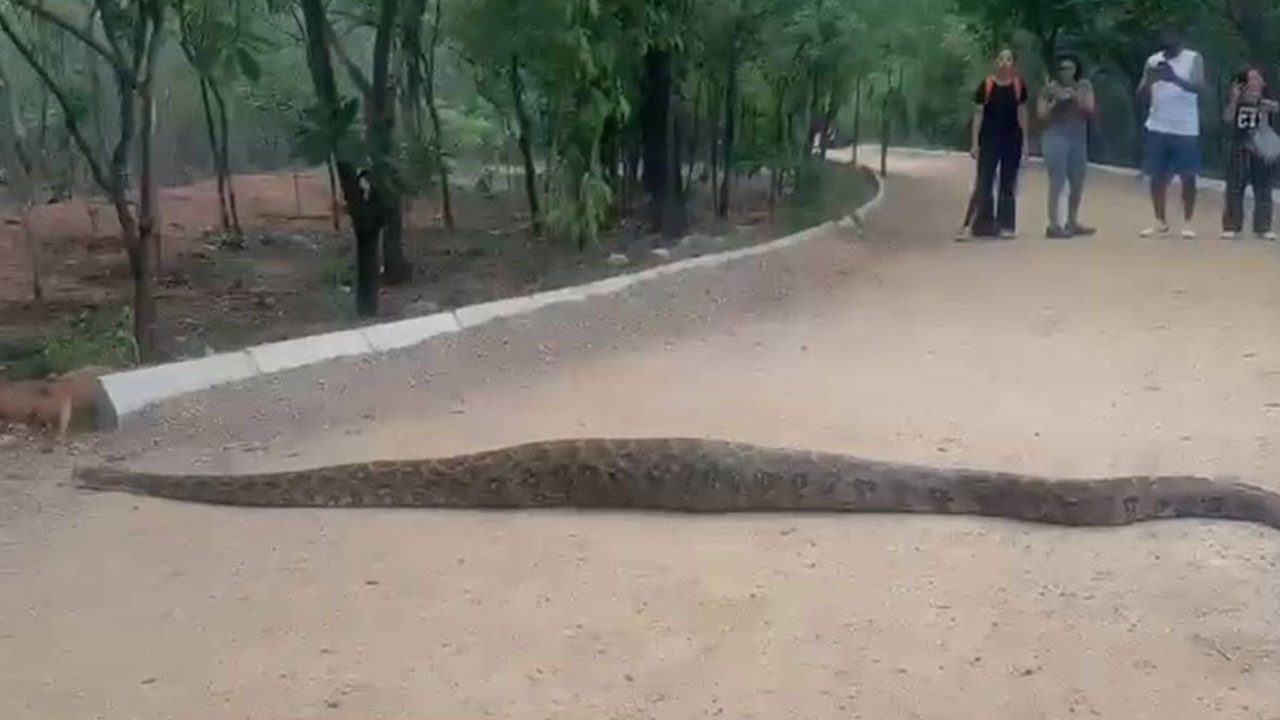 Python Spotted Kbr Park